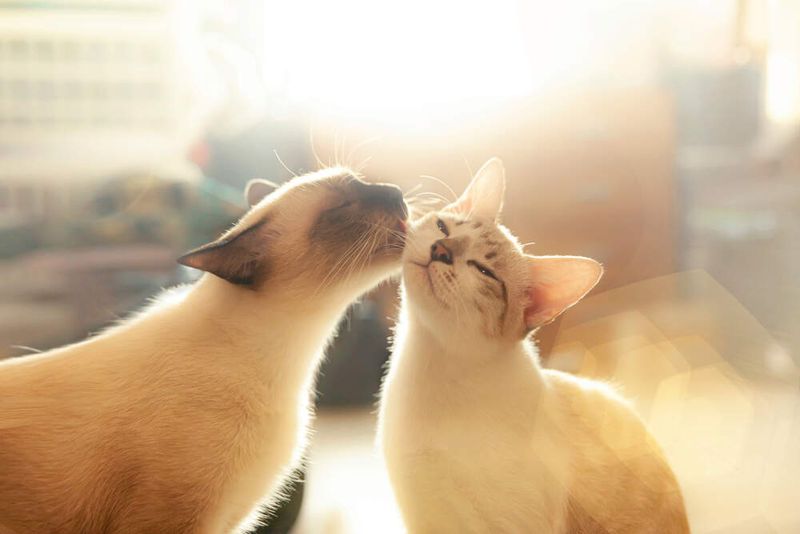 Adopt Another Pet