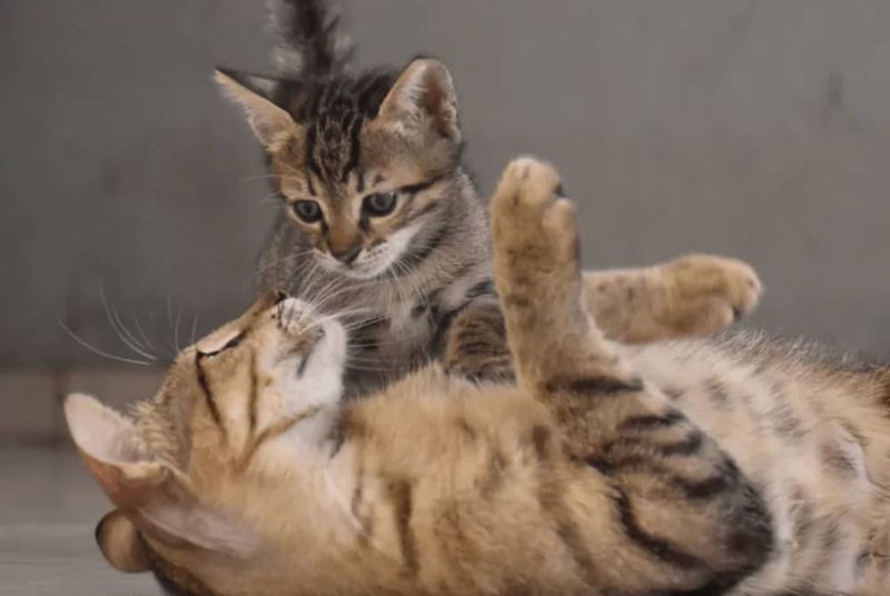 Adopt a Playmate