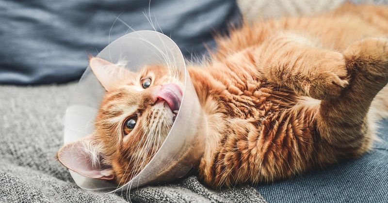 Spay/Neuter Timing
