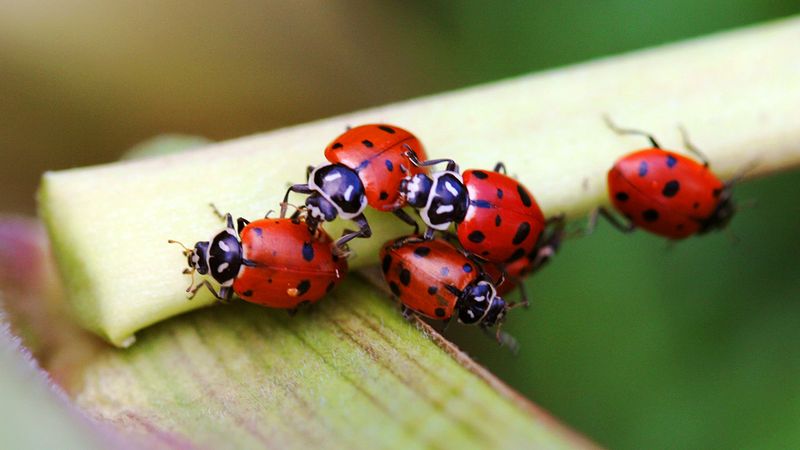 Reduce Use of Rodenticides and Pesticides