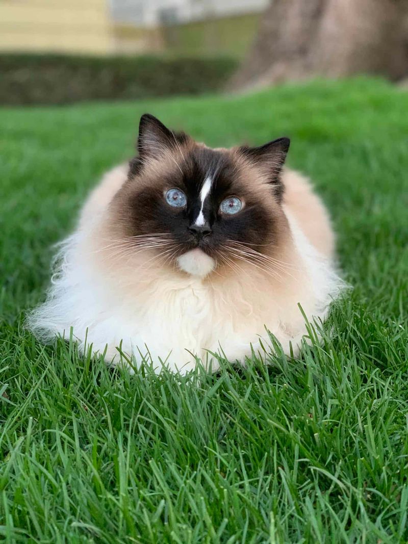 Ragdoll Cats