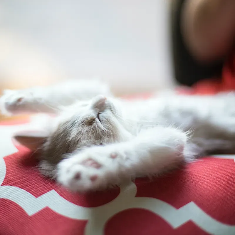 After a Vet Visit