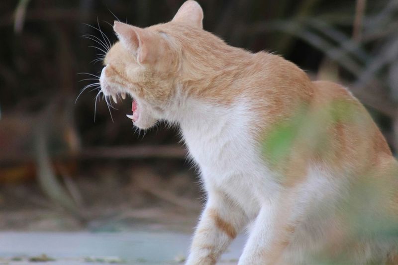 Aggression Towards Humans or Pets