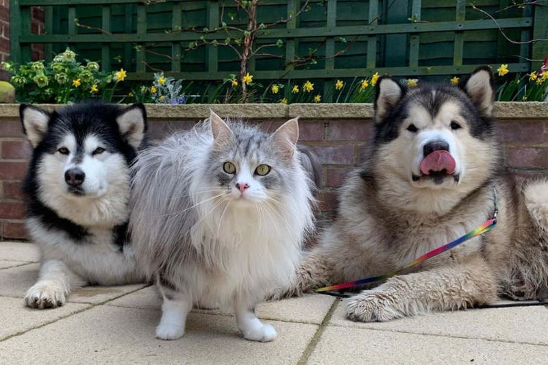 Alaskan Malamute