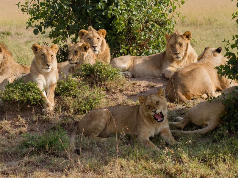 They All Roar Loudly