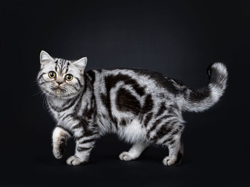 Gray Tabbies Come in Different Patterns