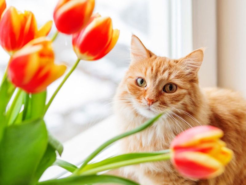 Alternatives to Lilies in Floral Arrangements