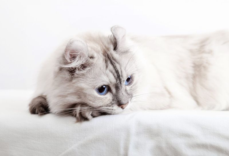 American Curl