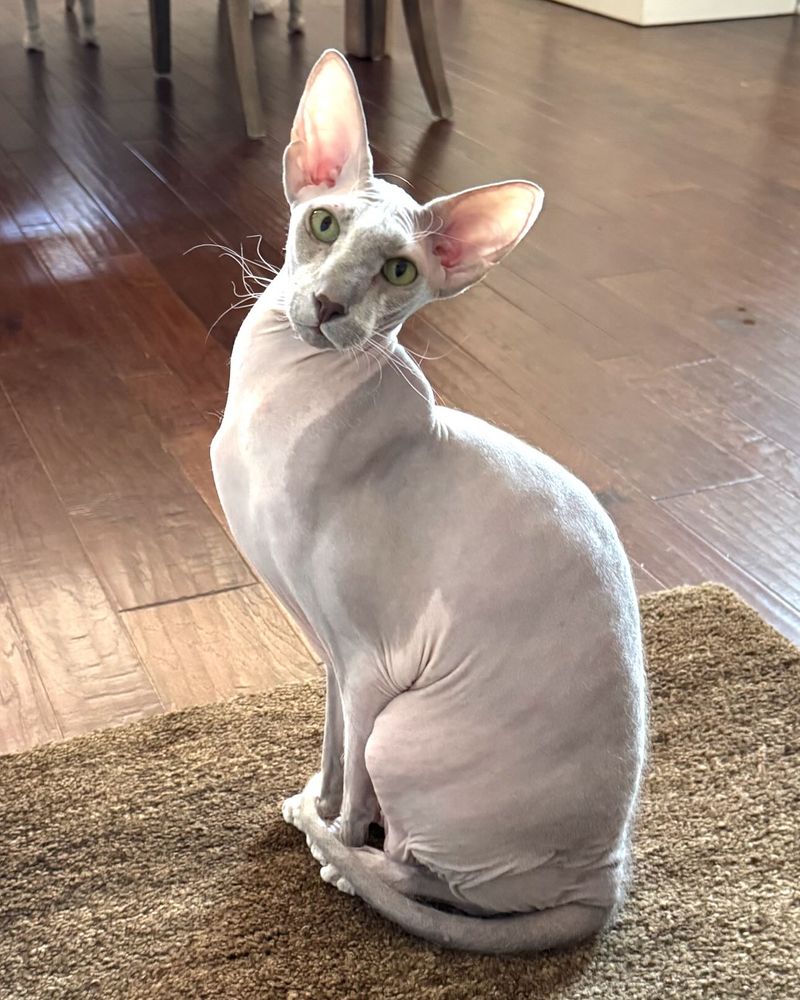 Oriental Shorthair Cats