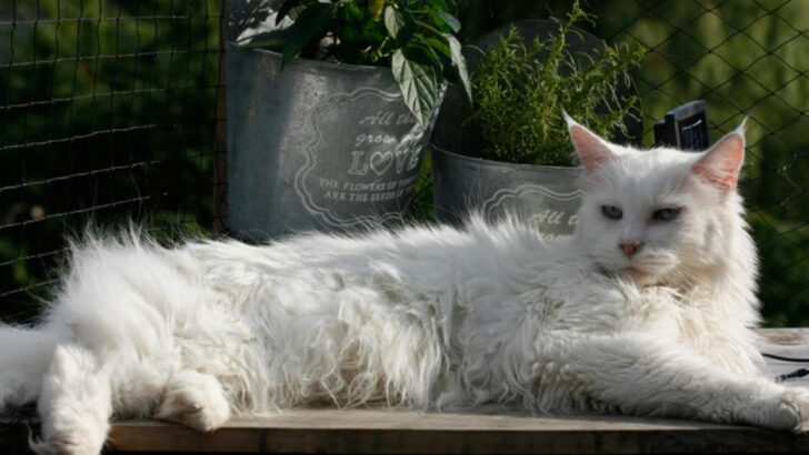 America’s 4 Favorite Large Cat Breeds & 4 Common Health Risks They Face