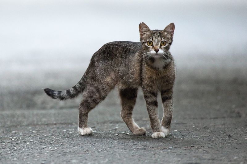 Appearance and Grooming