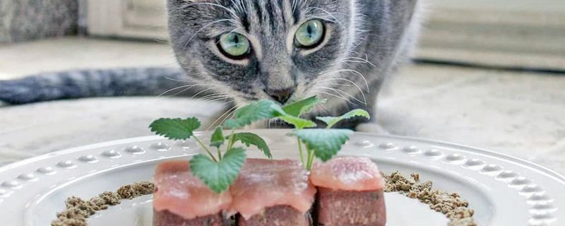 Protein Needs Are Higher Than for Other Animals
