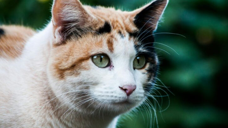 Are Calico Cats Lucky? 7 Lucky Cats Explained