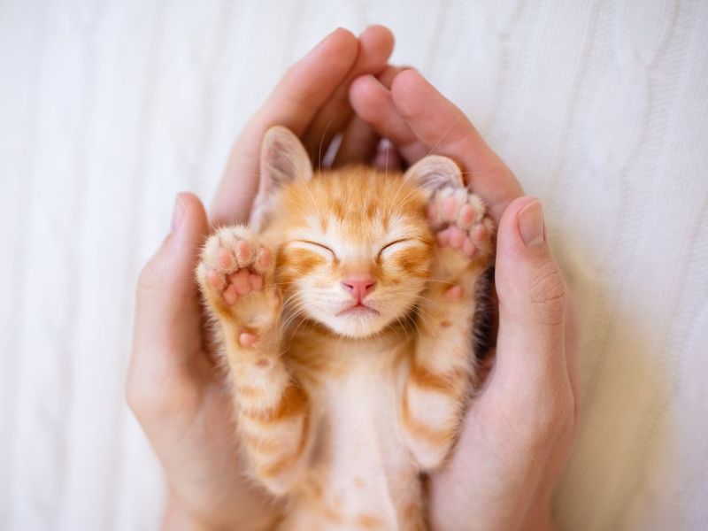 Deep Bonding with Cats