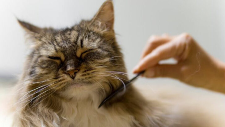 Are You Meant to Be a Cat Groomer? Here Are 7 Perks That Might Convince You