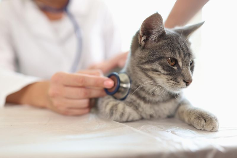 Are your cats healthy?