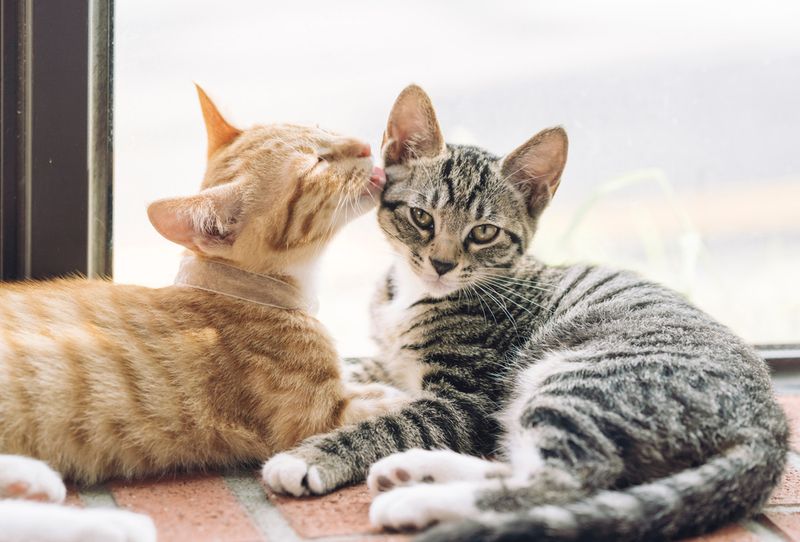 Are your cats socialized?