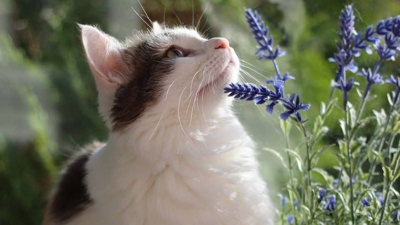 Aromatherapy
