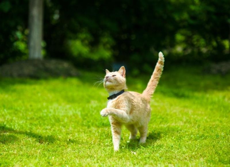 Under the Front Legs (Armpits)