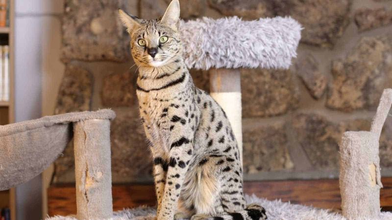 Savannah Cats