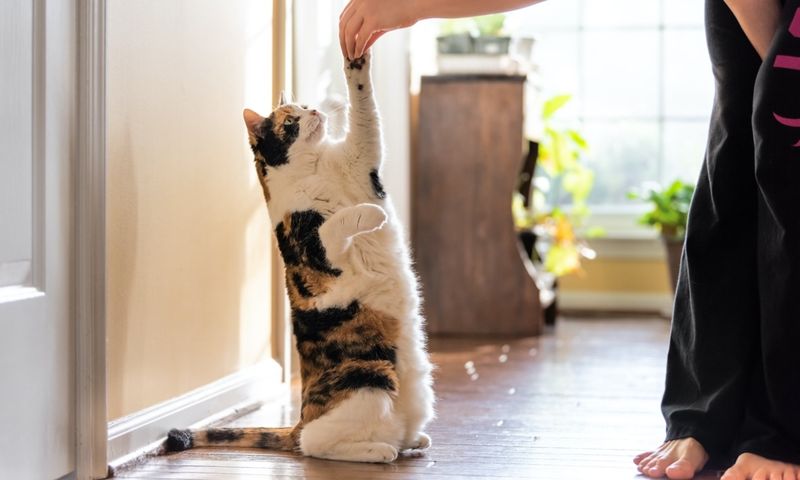 Assuming Cats Don't Need Training
