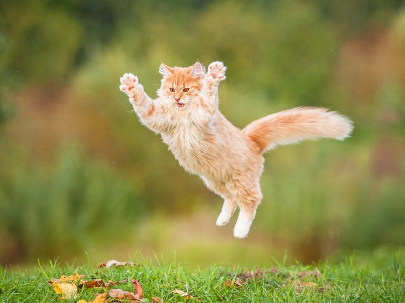 Attacking Invisible Prey