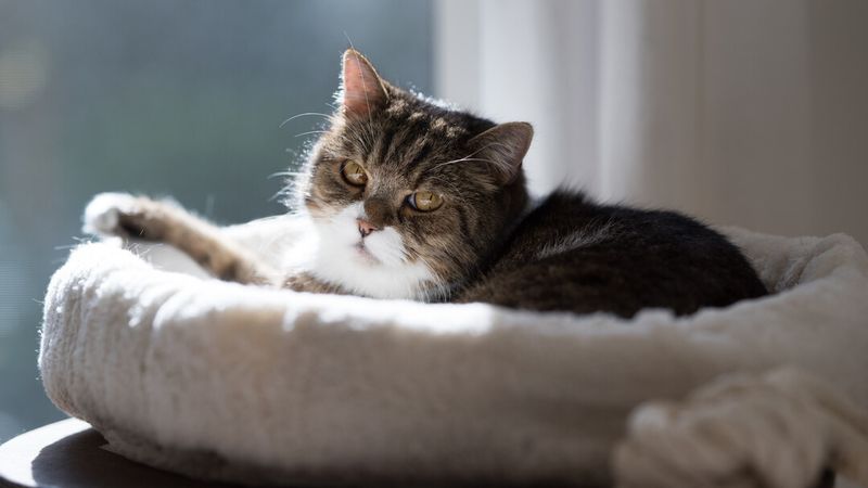 Disorientation or Cognitive Dysfunction