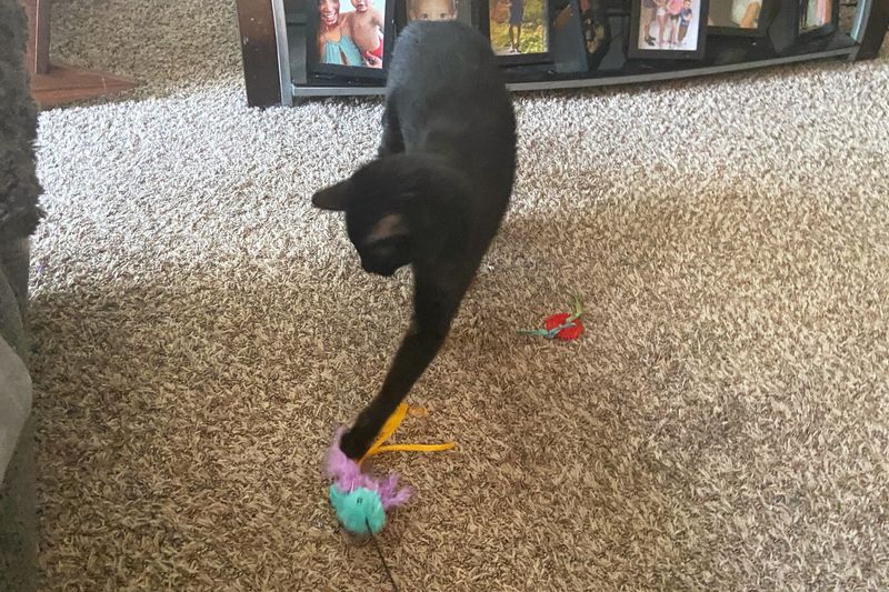 Avoid Unpredictable Toys or Lasers