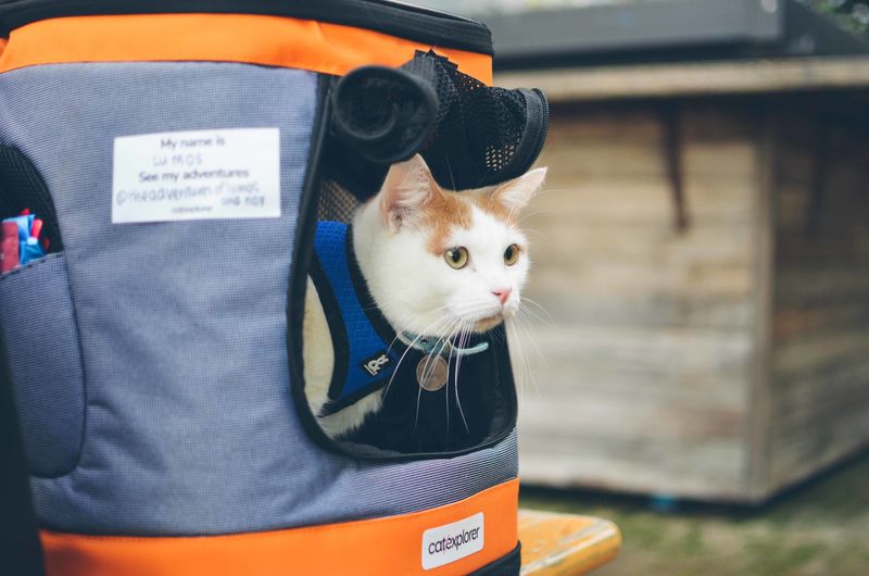 Pack a Cat-Friendly Adventure Kit