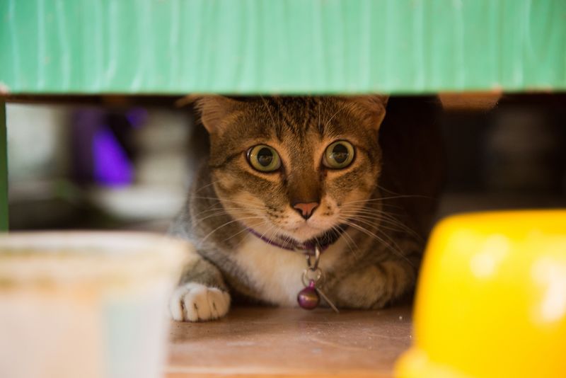 Avoid Startling Your Cat