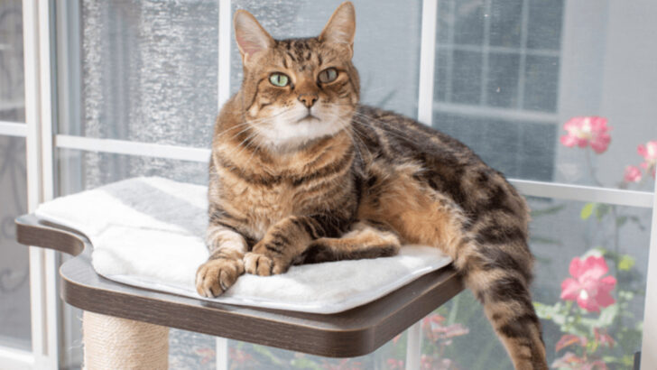 Avoid These 12 Things When Your Cat Is Skittish