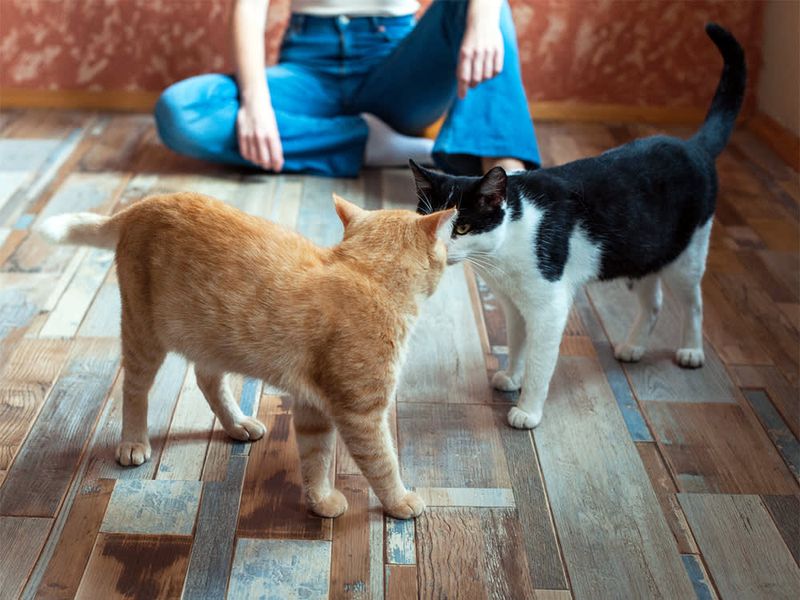 Avoid Letting Visitors Interact Right Away