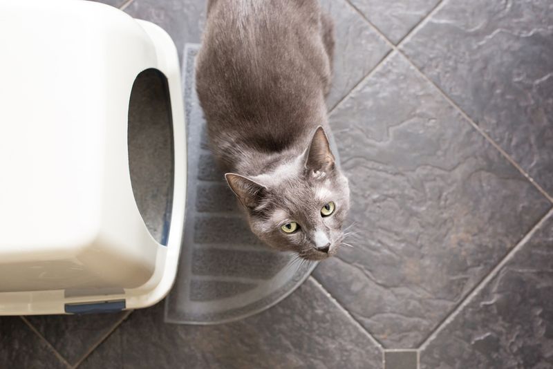 Avoiding Litter Box