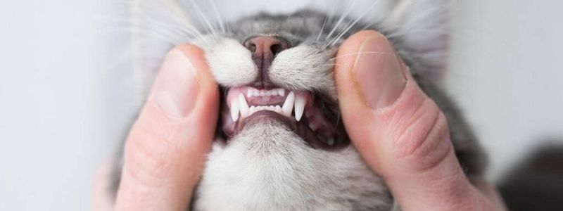 Cats Hide Dental Pain Well