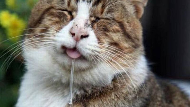 Drooling or Blood-Tinged Saliva