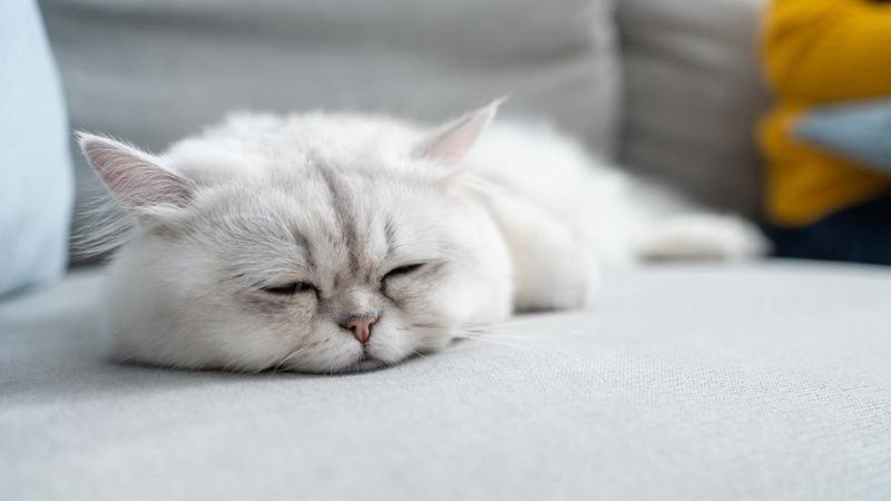 Lethargy or Depression