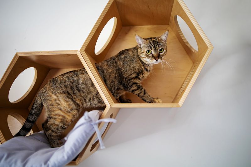 Create a DIY Obstacle Course