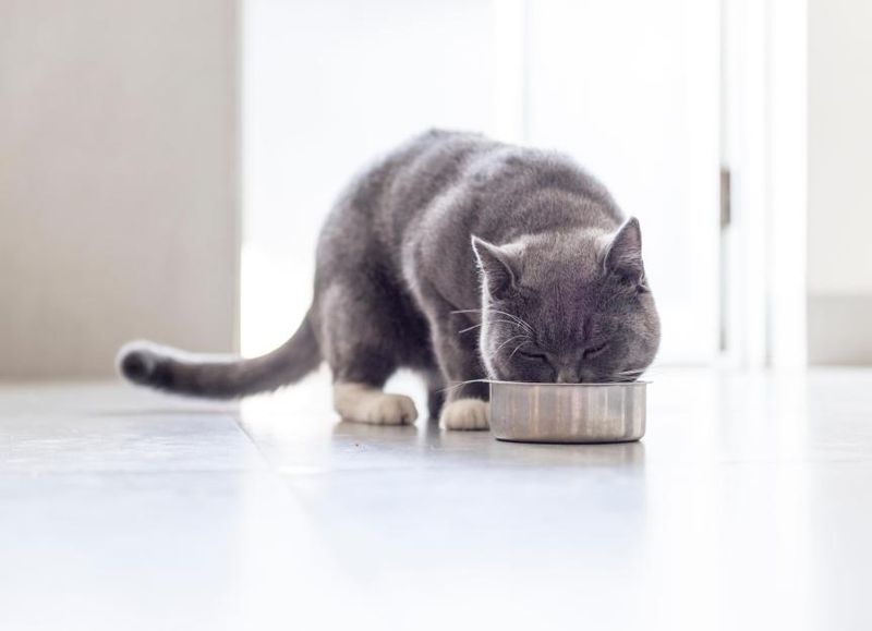 Balanced Nutrition and Hydration
