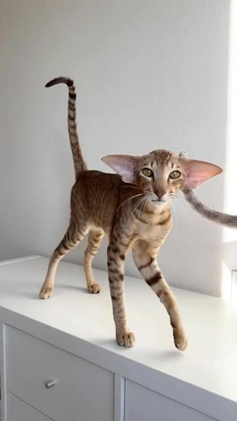 Oriental Shorthair