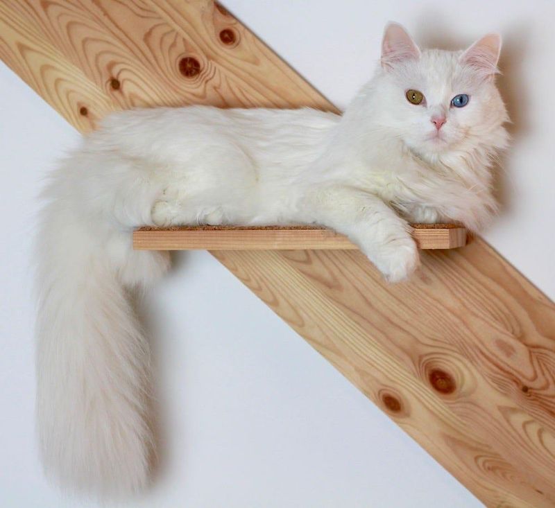 Turkish Angora