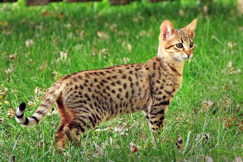 Savannah Cat (Serval + Domestic Cat)