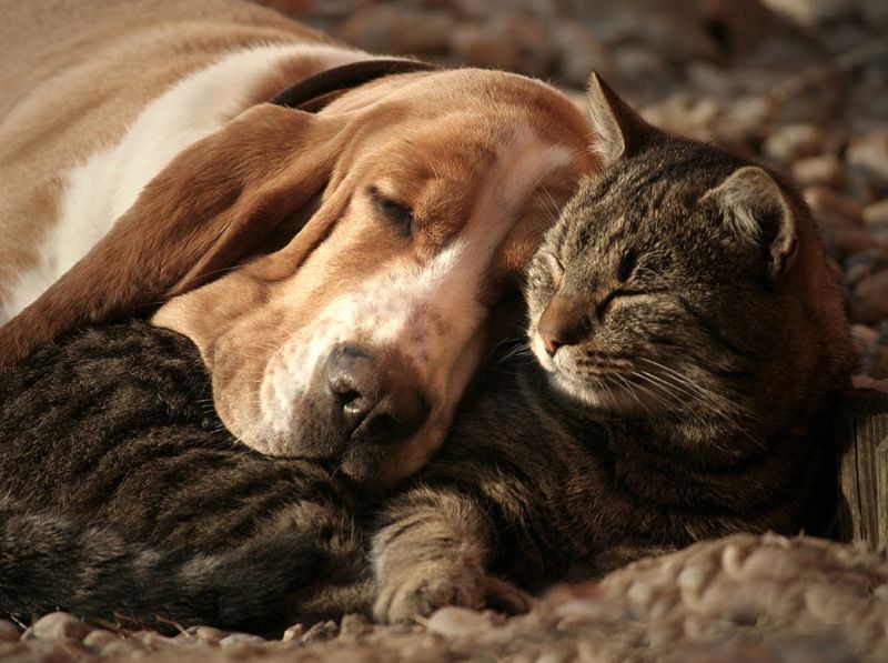 Basset Hound