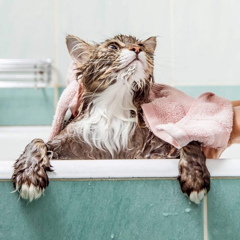 Bathe Your Cat When Necessary