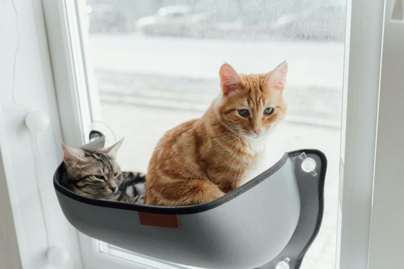 Window Perch + Bird Feeder View