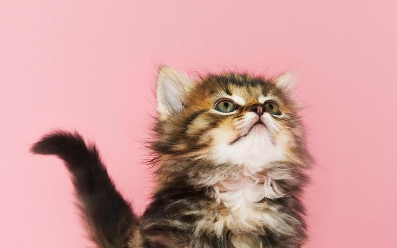 Visit a Vet Early