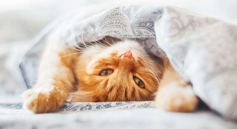Bedtime Story Purrs