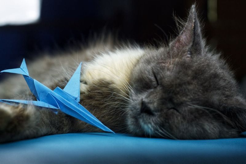 Cats on a Plane