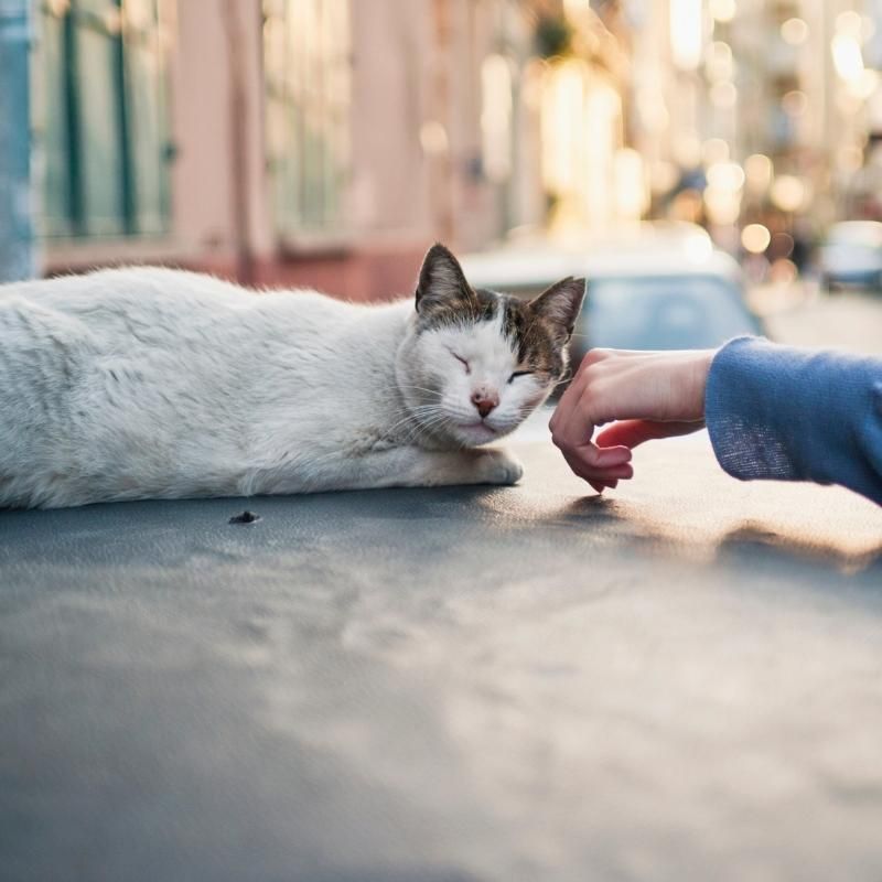 Behavior Around Humans