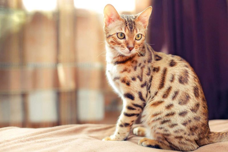 Bengal