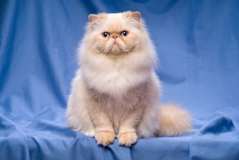 Persian